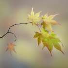 USA, Washington State, Seabeck. Japanese maple leaves in fall. Art Print